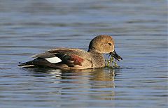 Gadwall